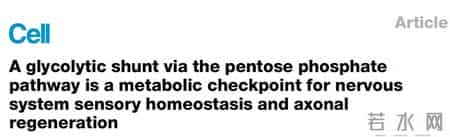 神经修复的“代谢开关”：给点“糖”，让受损神经再生长