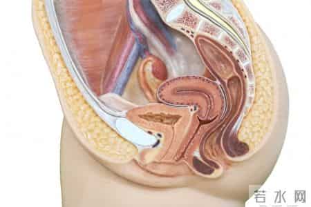 盆底肌松弛 = 产后不可逆？错！3 个居家训练，4 周恢复紧致