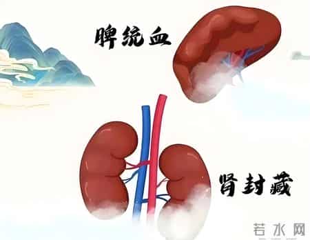 补肾为了性，补脾为了命，一个实用方，脾肾双补，气血同调