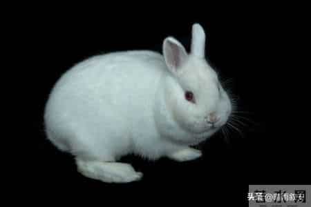 2026属兔人1月关键10天！三大机遇加持，稳妥把握开启顺途年