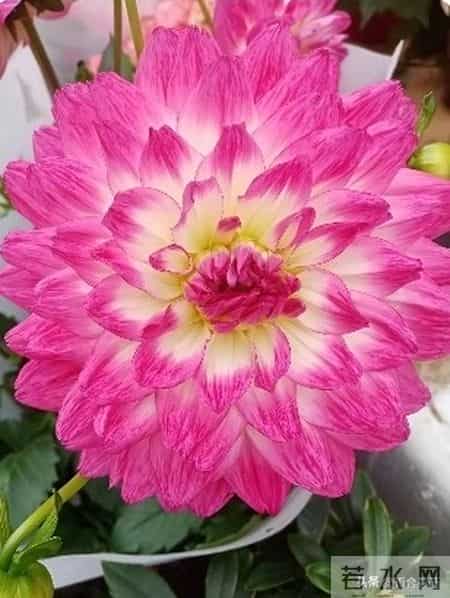 老了才明白 一儿一女的家庭最不好 等儿女长大要结婚生娃你就知道了