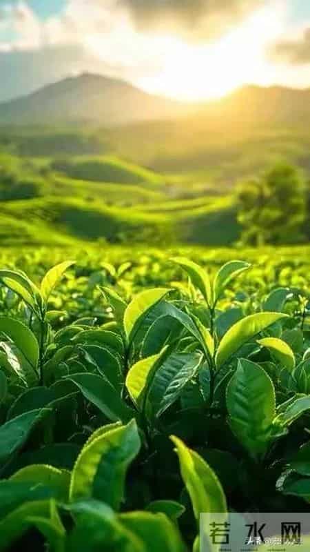 人到老了享受什么，吃不动，喝不动，玩不动，乐不动，享受啥