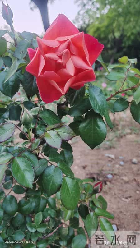 那个活成“人生赢家”的副总裁，刚刚辞职：他说，平衡是场骗局