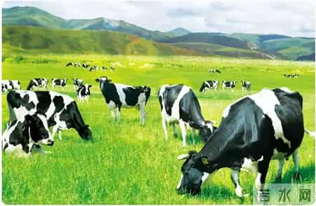 从乳铁蛋白到OPN：揭秘真正“活性营养好”的高端奶粉标准