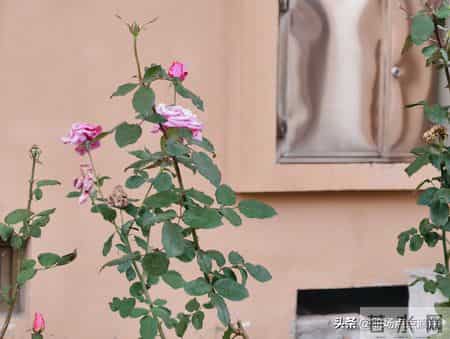 三年前，我偷偷帮了被裁的对手一把；上个月，他救了我的职业生涯