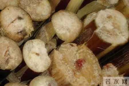 别吃！赶紧扔掉！正大量上市，很多深圳人爱吃