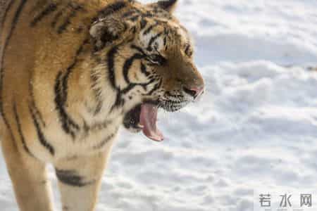 警惕！属虎人1月9号3大喜事，第二件让很多人后悔错过