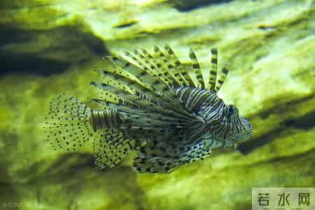 糖尿病多是胰岛受损，多补充这5物，修复胰岛受损有奇效