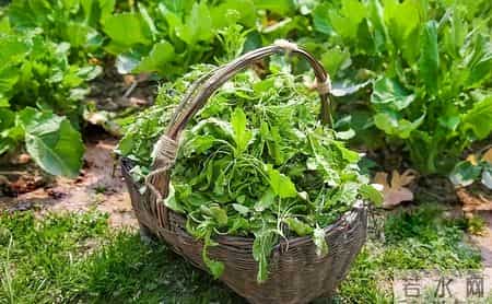 不要吃！不要吃！医院已接诊30多例中毒患者，3到5毫克即可致死！