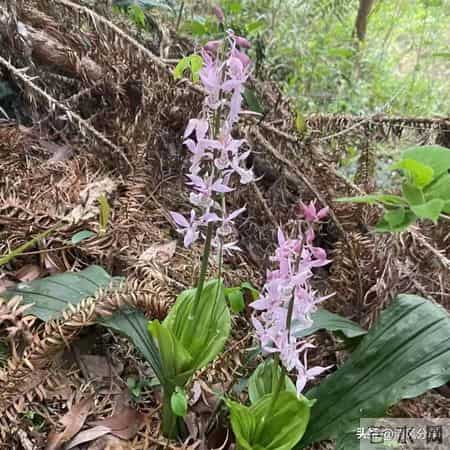 接住！福报到家，给孩子接2026一顺百顺，这样做，事事都顺！