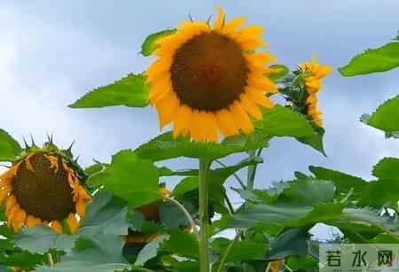 【别把孩子吼废了】