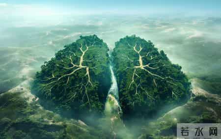 研究发现：猪血可以在28小时内清除肺里80%的毒素，是真的吗 ？