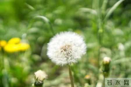 中药又立功？蒲公英可杀死98%癌细胞、消除结节？揭开研究真相