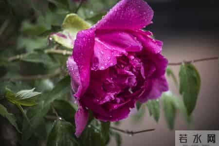 恭喜你！明天你家孩子会有一个天大的好消息降临，你想要的全都有