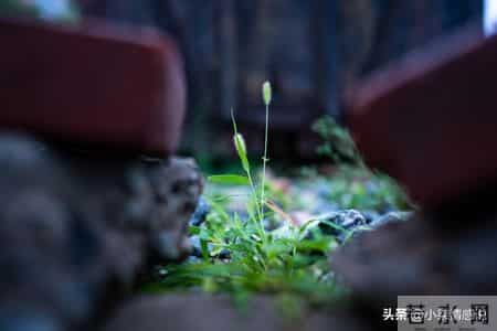 把耐心留给孩子，往后余生静待花开不慌张