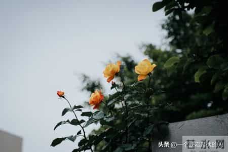 回忆录——十七的我就变成了打工仔