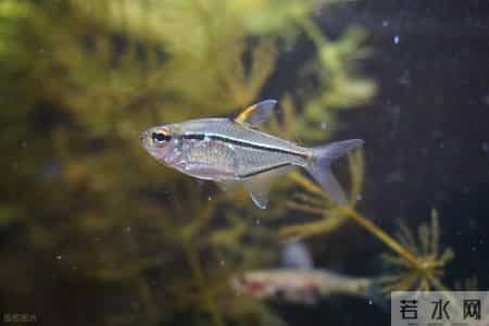 小鱼和小螃蟹勇斗大鲨鱼