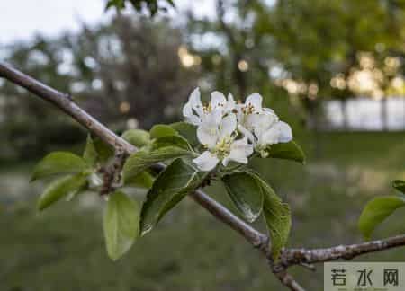 一个很残忍的真相：二胎的家庭，第一胎是女儿的更好
