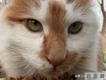 猫咪蹭蹭打呼噜，居然能帮自闭症孩子缓解焦虑