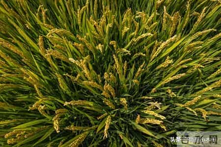 孩子一生唯一的黄金九年，很多父母都后悔太晚看到