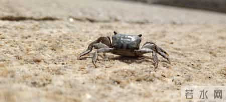 小鱼和小螃蟹勇斗大鲨鱼