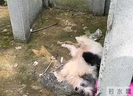 别养出白眼狼！如何教孩子有底线的忠诚，这几招太关键了