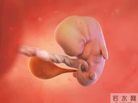 怀孕1-40周，胎儿发育每周变化！孕妈妈的干货科普