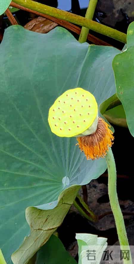 60%档缴满32年！不提高档次，拉长年限才是养老金性价比之王