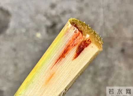 别吃！赶紧扔掉！正大量上市，很多深圳人爱吃