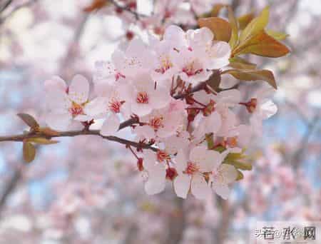 人老了才明白，对待孙辈，爷爷奶奶要记住四不原则，很管用