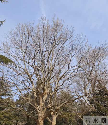 广东养老金真相除广深外最低缴费不足0.6倍退休金靠“a值”算明白