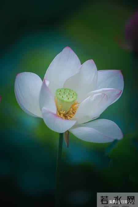 从现在起，每天默念这一句：坏事也能变好事，好运不请都来！