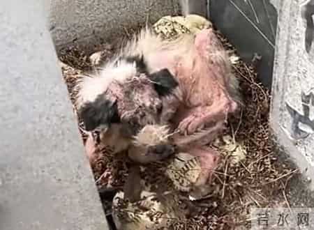 别养出白眼狼！如何教孩子有底线的忠诚，这几招太关键了