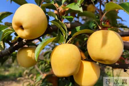 苹果立大功？医生发现：经常吃苹果的人，不出半年，或有这3变化