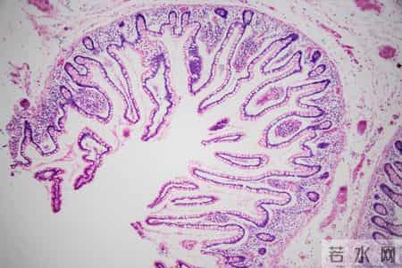 医生揭真相：同样查出癌症，有人长寿有人早逝，关键差在这几点！