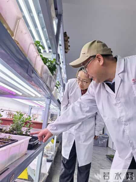 托举十大道地楚药底盘——专访湖北科技进步一等奖获得者、湖北中医大学刘大会教授团队