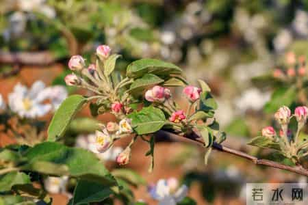 一个很残忍的真相：二胎的家庭，第一胎是女儿的更好