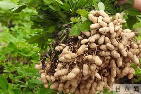 花生再次被关注！研究表明：糖尿病常吃花生，不过半年或有 5 好处