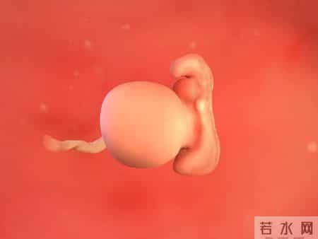 怀孕1-40周，胎儿发育每周变化！孕妈妈的干货科普