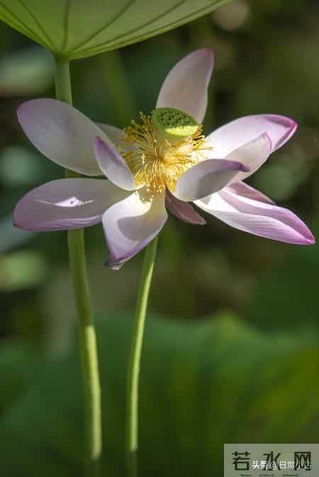 从现在起，每天默念这一句：坏事也能变好事，好运不请都来！