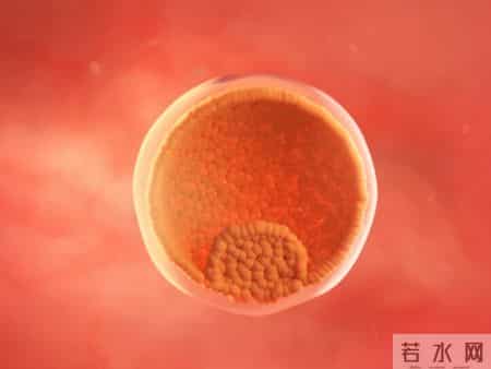 怀孕1-40周，胎儿发育每周变化！孕妈妈的干货科普