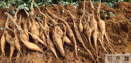 中医称葛根为降糖王者！配这3味中药，补气阴、稳血糖两不误！