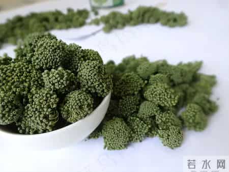 支气管扩张：一朵花，凉血宁络！巧用它，痰中带血不再怕！