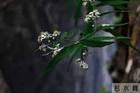 心灵于释然中解放，人生在放下后丰盈