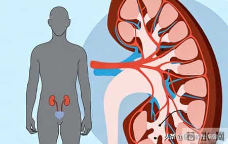 别等肾损伤不可逆！肾小球肾炎藏得深，这些预警症状一定要早察觉