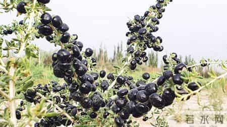 最补肾的一种果子，对眼睛和头发都特别好，建议多吃，安稳过秋冬