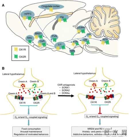 莱博雷生与达利雷生有何区别？一个很少人关注却又很重要的点