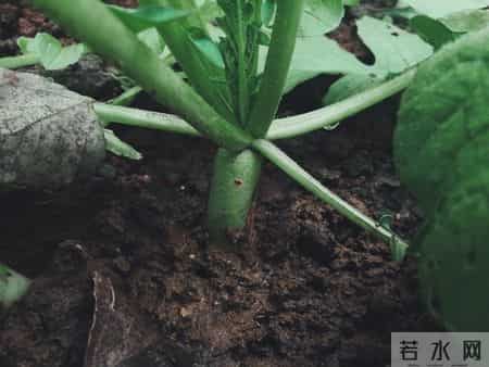 家庭建议：给父母“照顾式养老”，要尽量不要开始太早