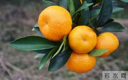 砂糖桔再次被热议！医生发现：糖尿病患者吃砂糖桔时，多重视3点