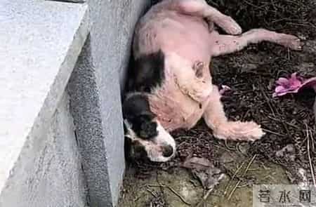 别养出白眼狼！如何教孩子有底线的忠诚，这几招太关键了